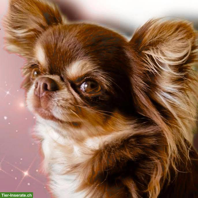 Bild 7: Chihuahua Rüde Langhaar, 9 Monate alt