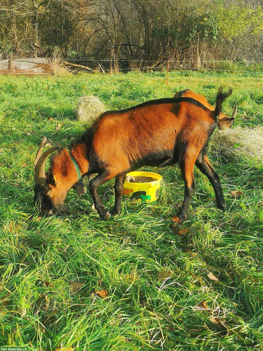 Gebirgsziegenbock zu verkaufen, geboren Frühling 2023