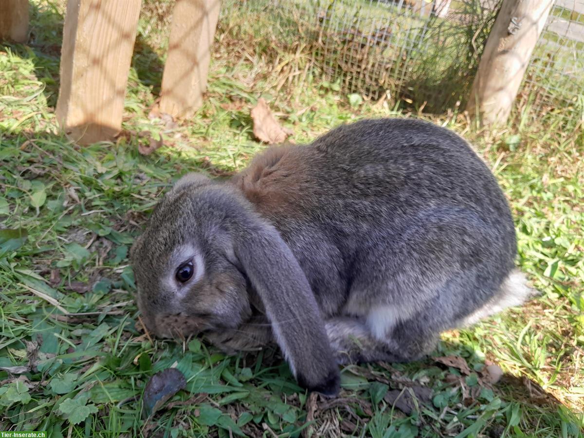 Französisch Widder Kaninchen (grosse Rasse) zu verkaufen