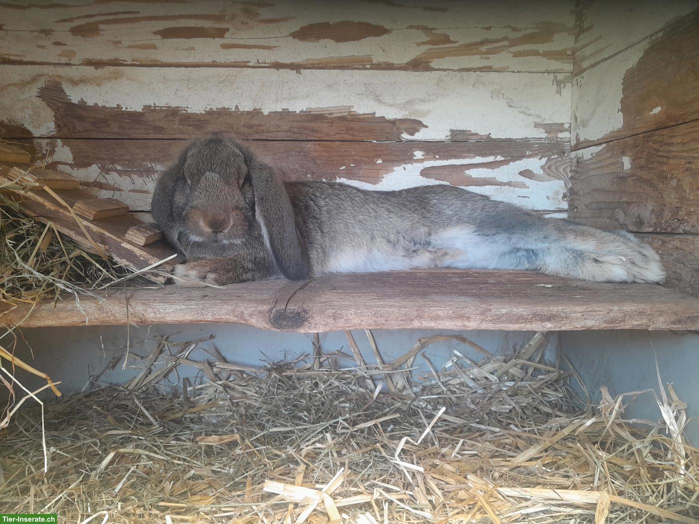 Bild 2: Französisch Widder Kaninchen (grosse Rasse) zu verkaufen