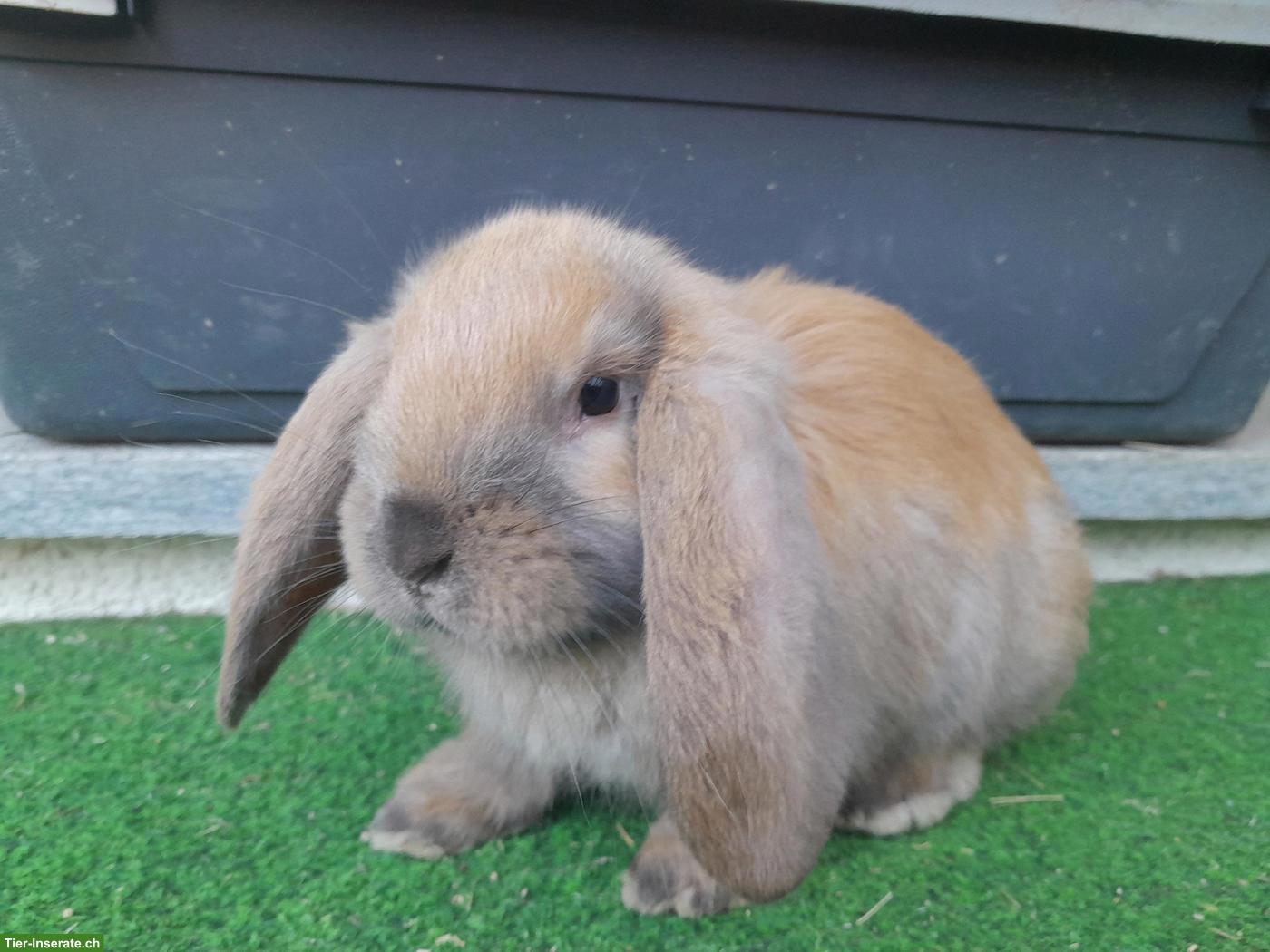 Bild 3: Französisch Widder Kaninchen (grosse Rasse) zu verkaufen
