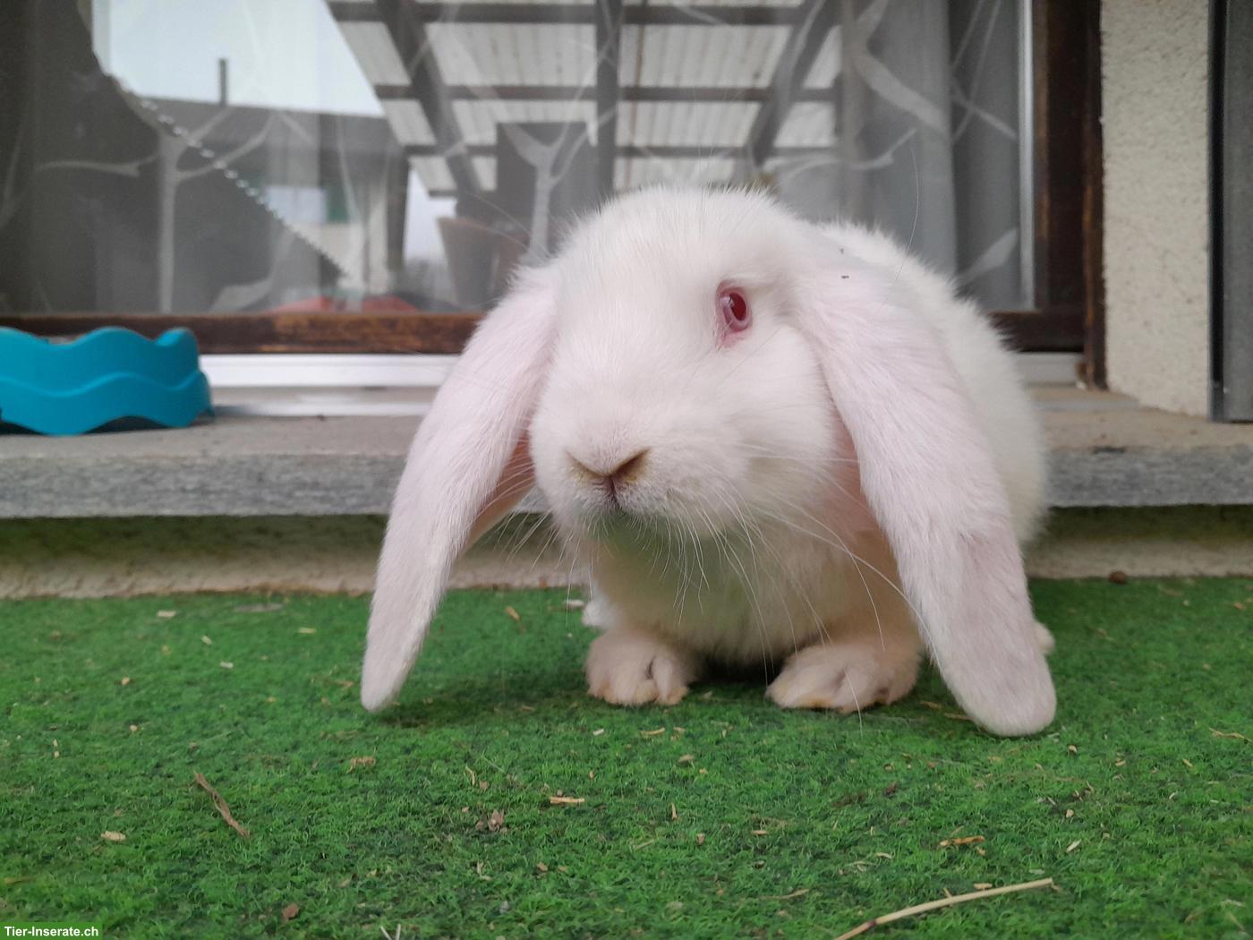 Bild 4: Französisch Widder Kaninchen (grosse Rasse) zu verkaufen