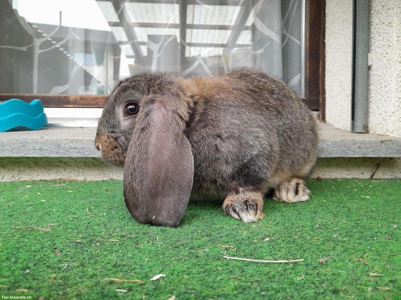 Bild 5: Französisch Widder Kaninchen (grosse Rasse) zu verkaufen