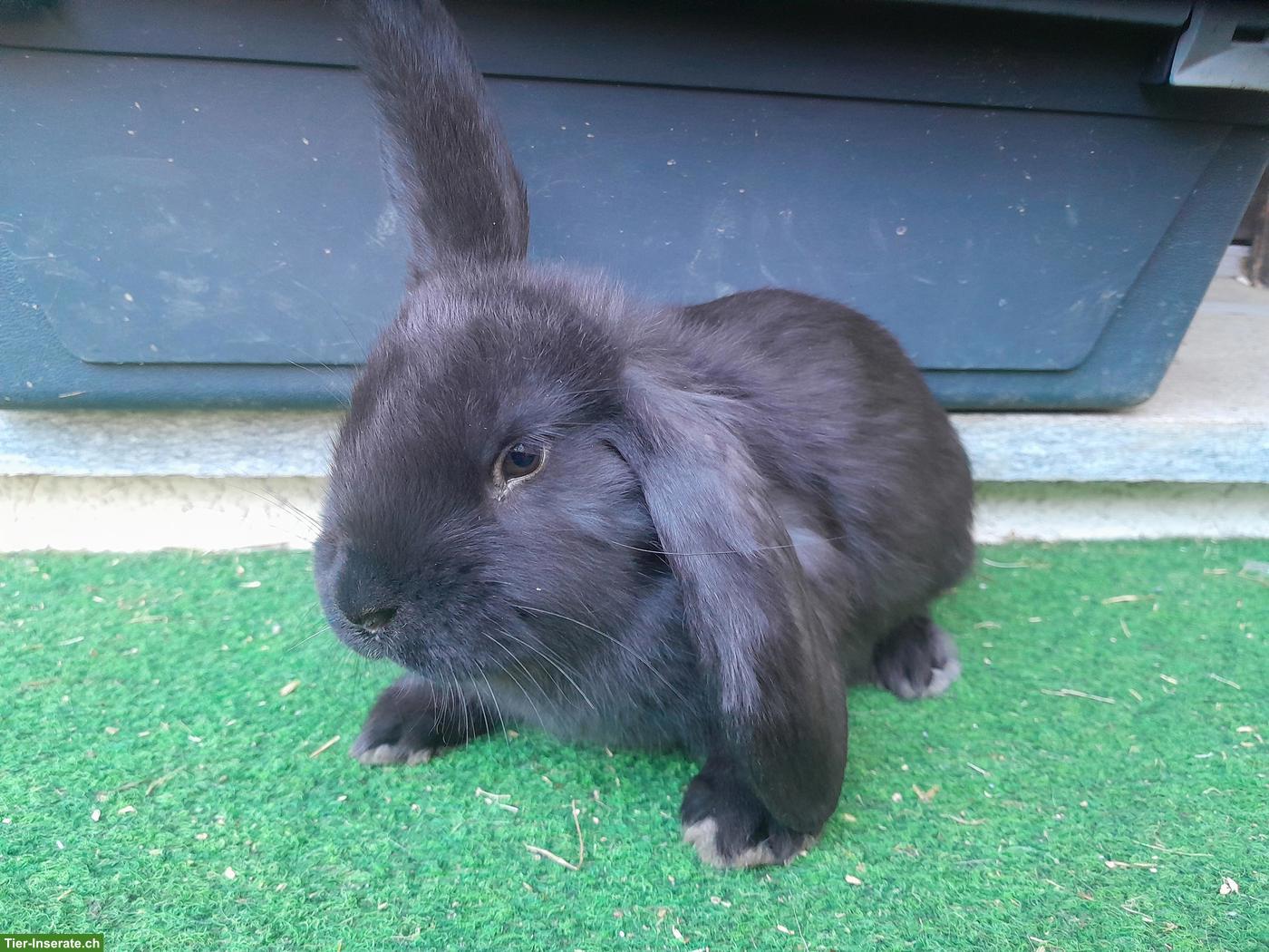 Bild 6: Französisch Widder Kaninchen (grosse Rasse) zu verkaufen