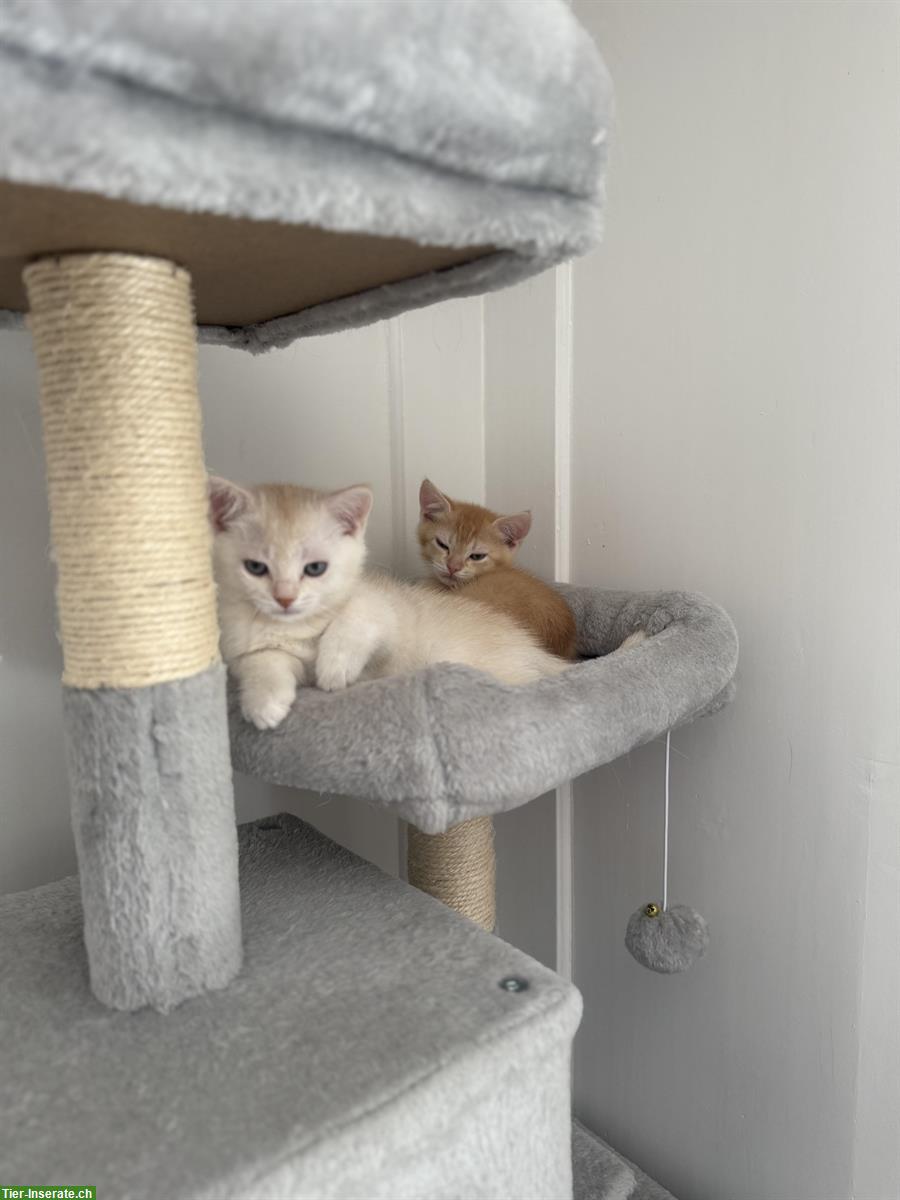 Bild 3: Britisch Kurzhaar Kitten - abgabebereit & bestens sozialisiert