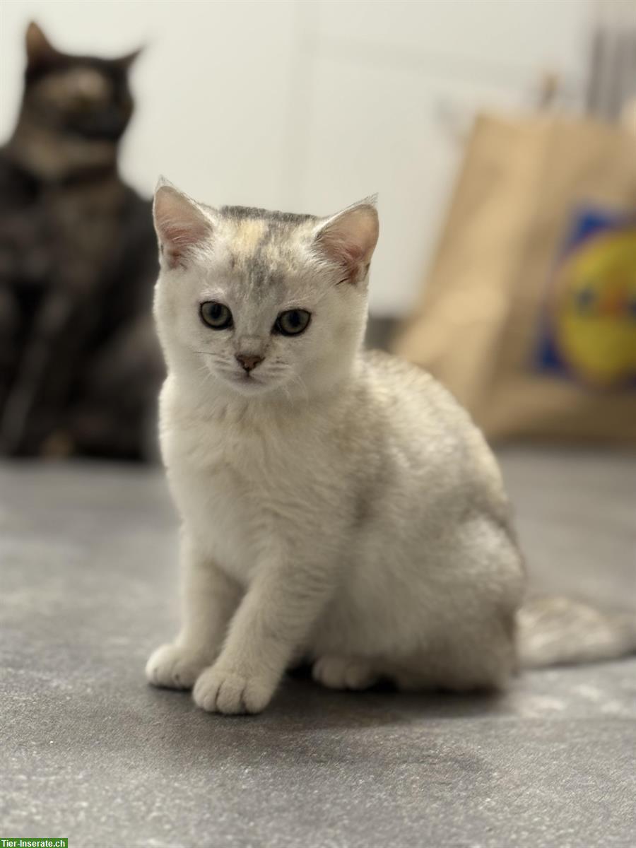 Bild 4: Britisch Kurzhaar Kitten - abgabebereit & bestens sozialisiert