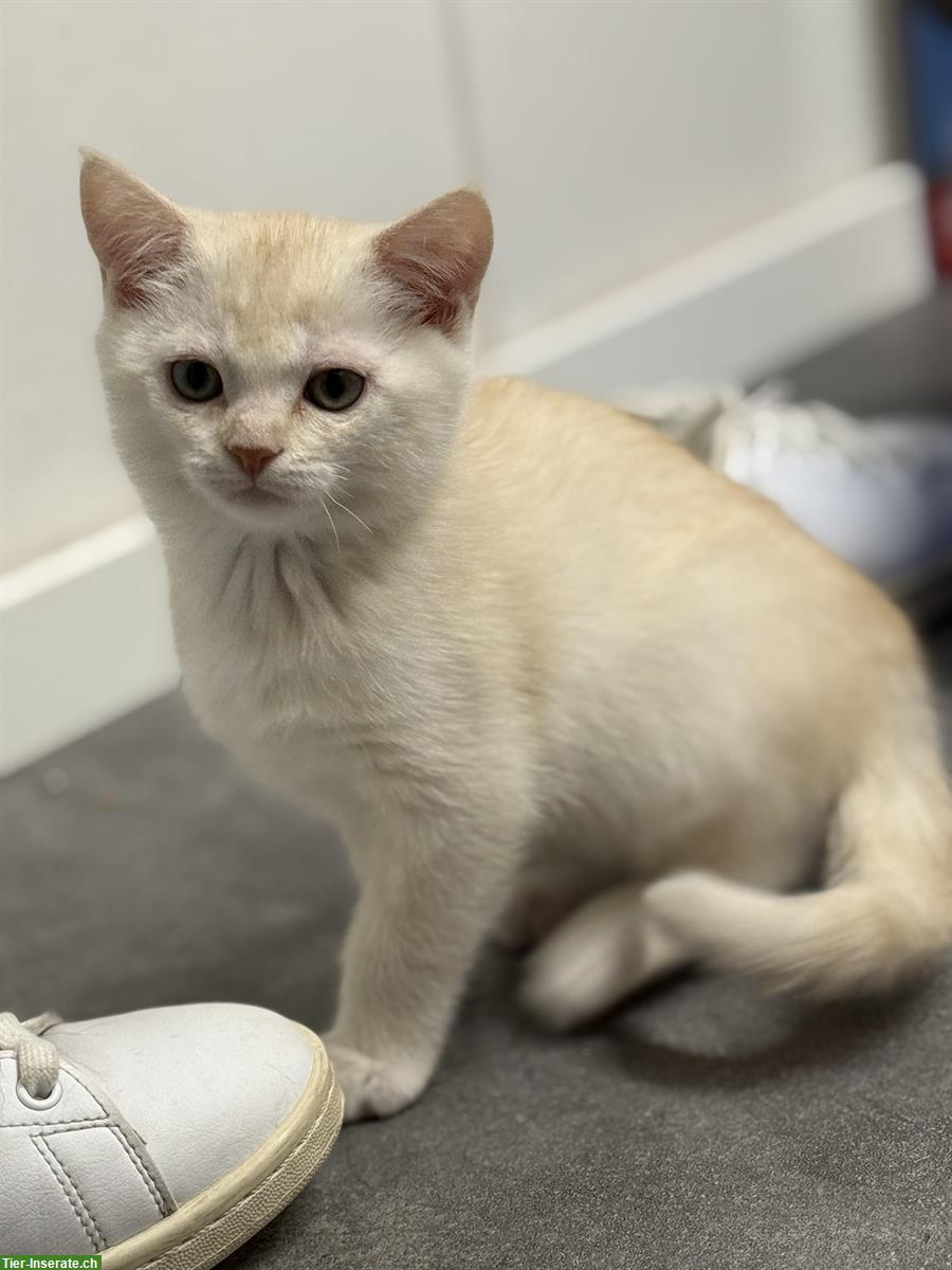 Bild 5: Britisch Kurzhaar Kitten - abgabebereit & bestens sozialisiert