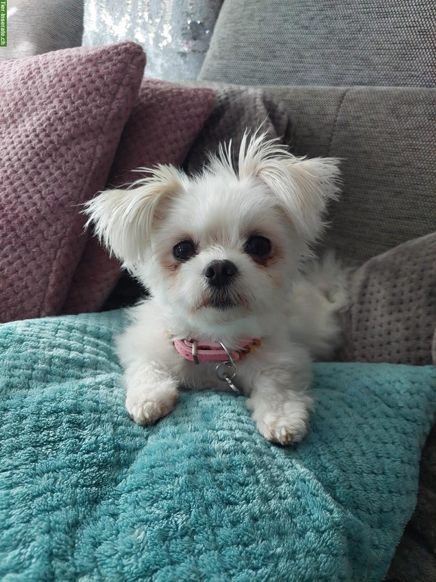Malteser x Pomeranian Mix Hündin, 3-jährig, verschmust
