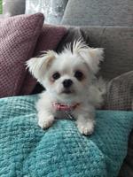 Malteser x Pomeranian Mix Hündin, 3-jährig, verschmust
