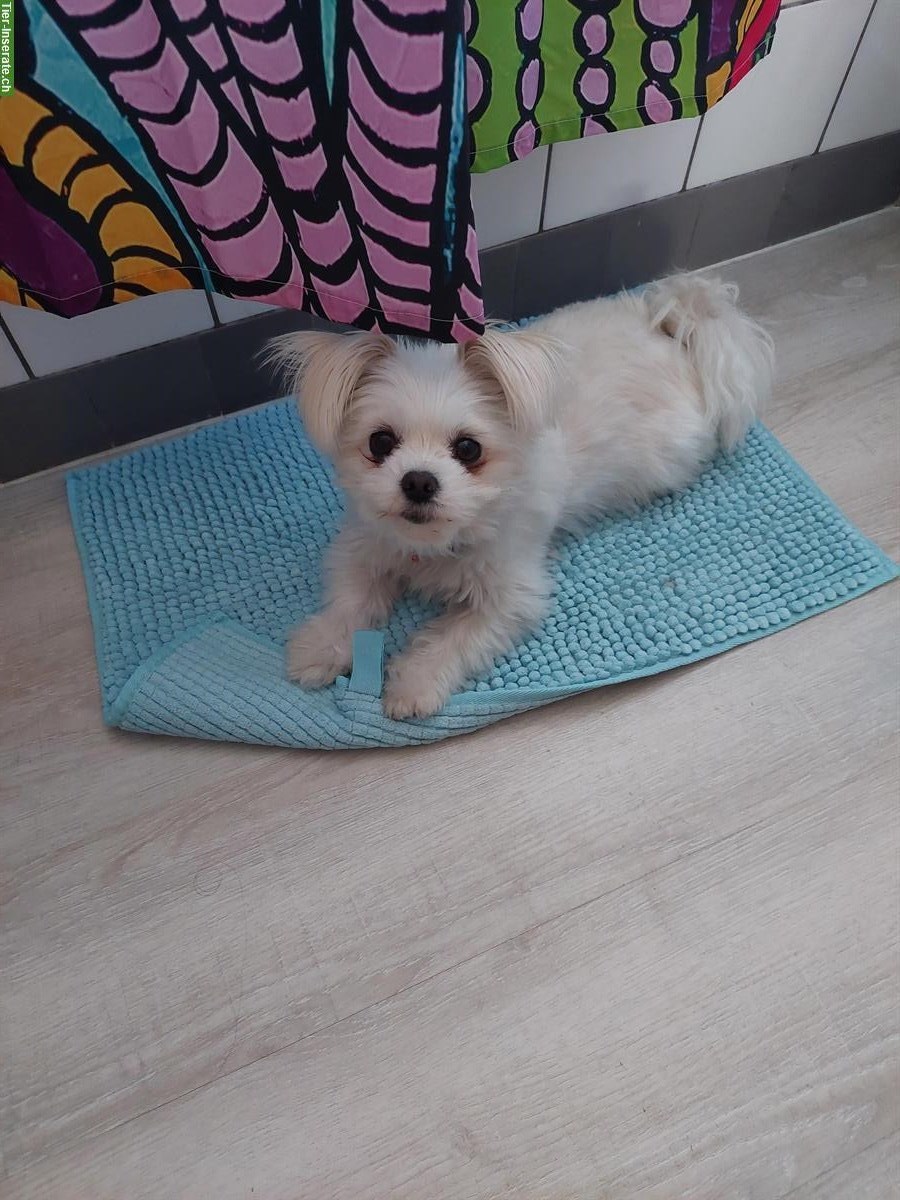 Bild 2: Malteser x Pomeranian Mix Hündin, 3-jährig, verschmust
