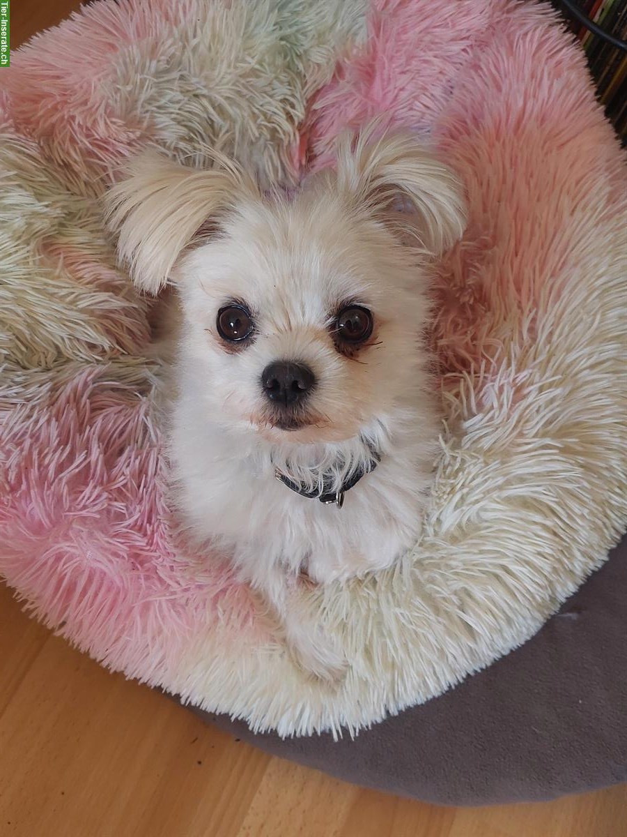 Bild 3: Malteser x Pomeranian Mix Hündin, 3-jährig, verschmust