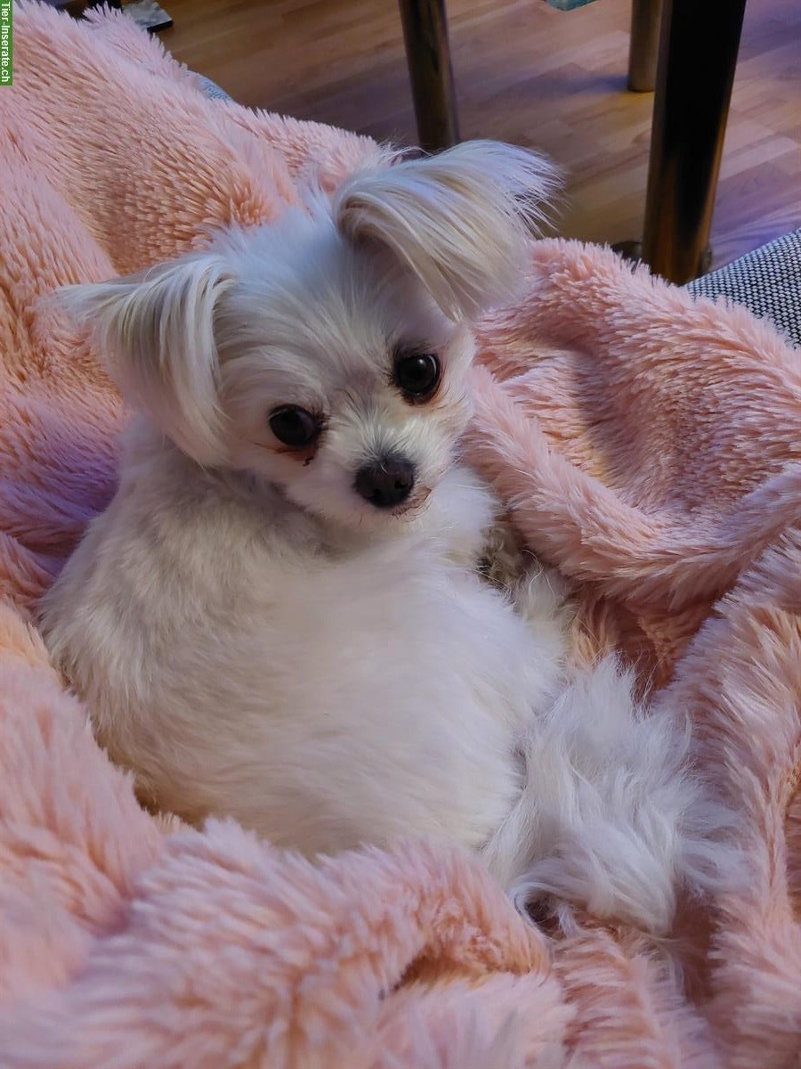 Bild 4: Malteser x Pomeranian Mix Hündin, 3-jährig, verschmust