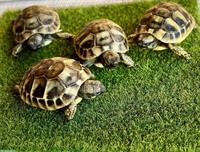 Griechische Landschildkröten Babys zu verkaufen