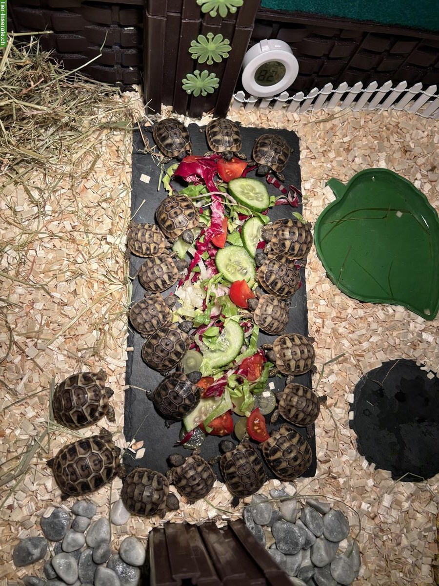 Bild 2: Griechische Landschildkröten Babys zu verkaufen