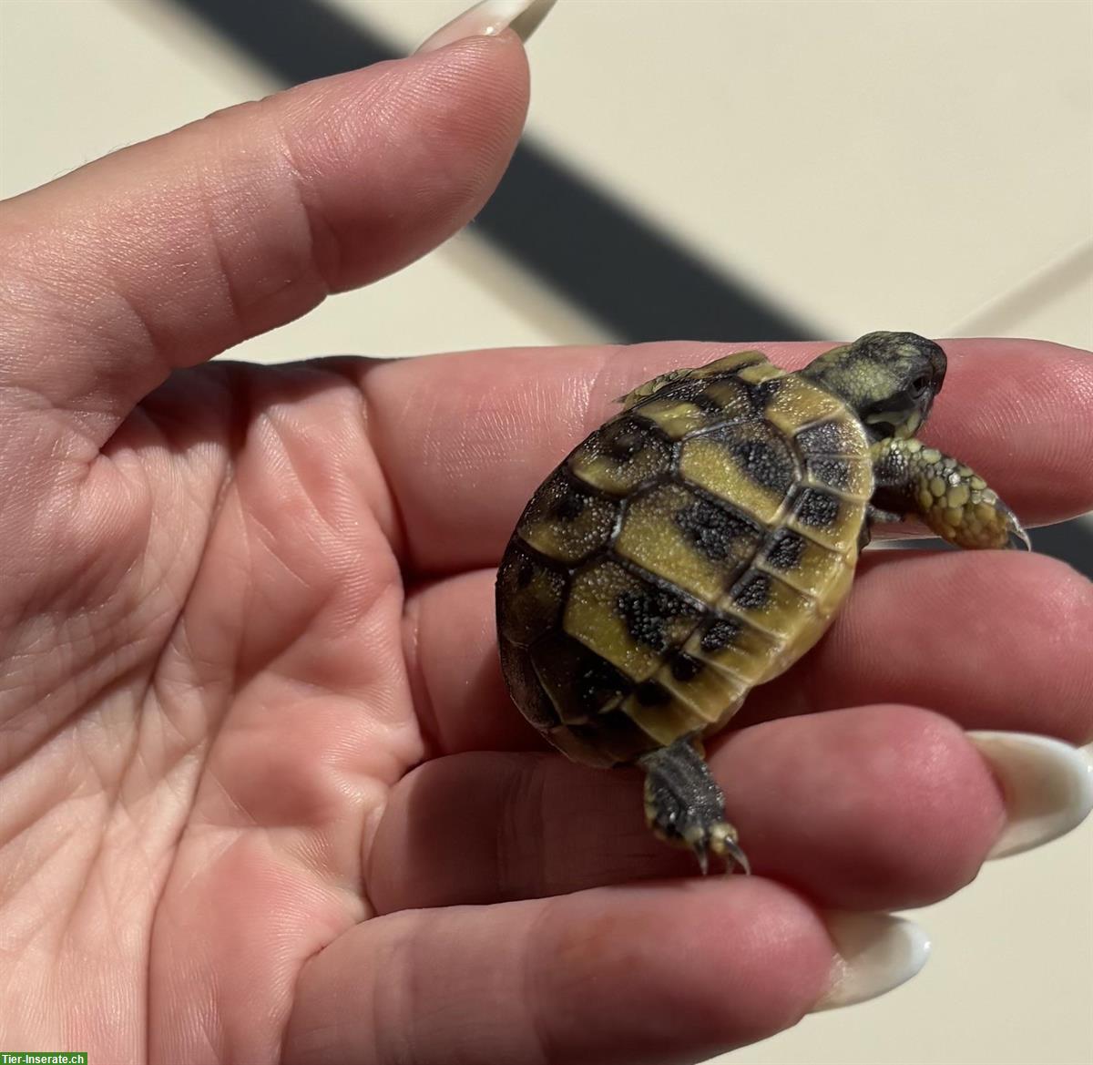 Bild 3: Griechische Landschildkröten Babys zu verkaufen