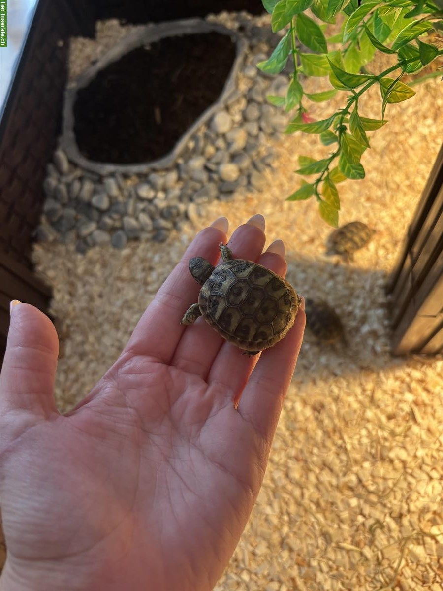 Bild 4: Griechische Landschildkröten Babys zu verkaufen