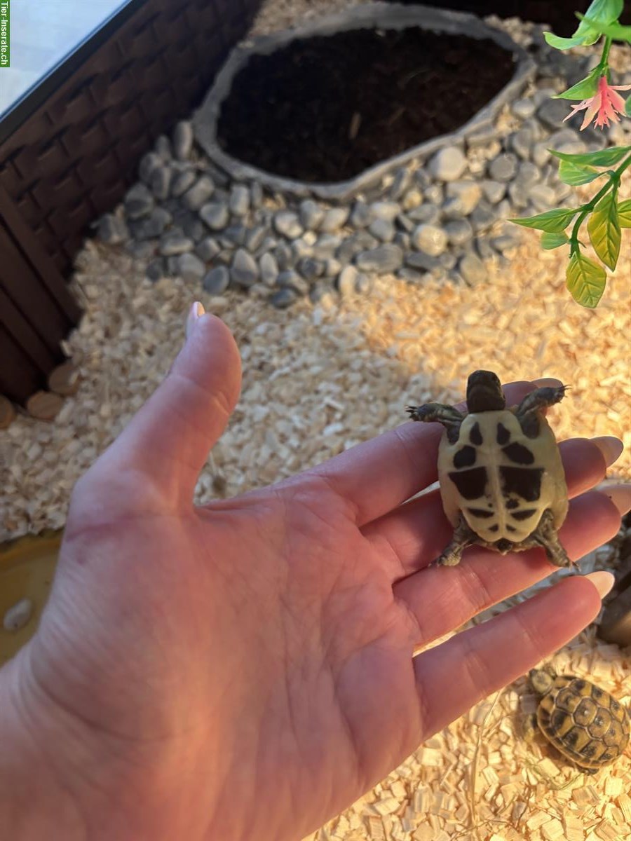 Bild 5: Griechische Landschildkröten Babys zu verkaufen