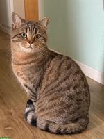 Wunderschöne BKH Katze, weiblich zu verkaufen