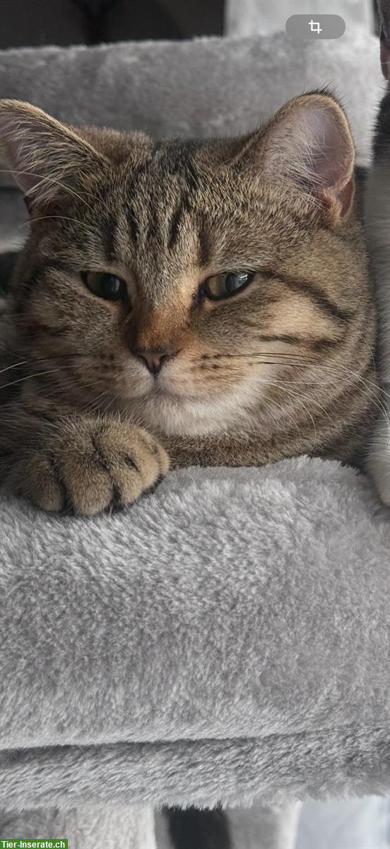 Bild 2: Wunderschöne BKH Katze, weiblich zu verkaufen