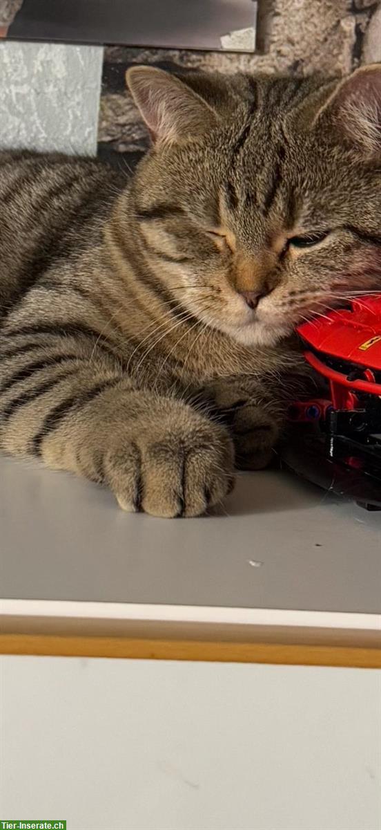 Bild 3: Wunderschöne BKH Katze, weiblich zu verkaufen