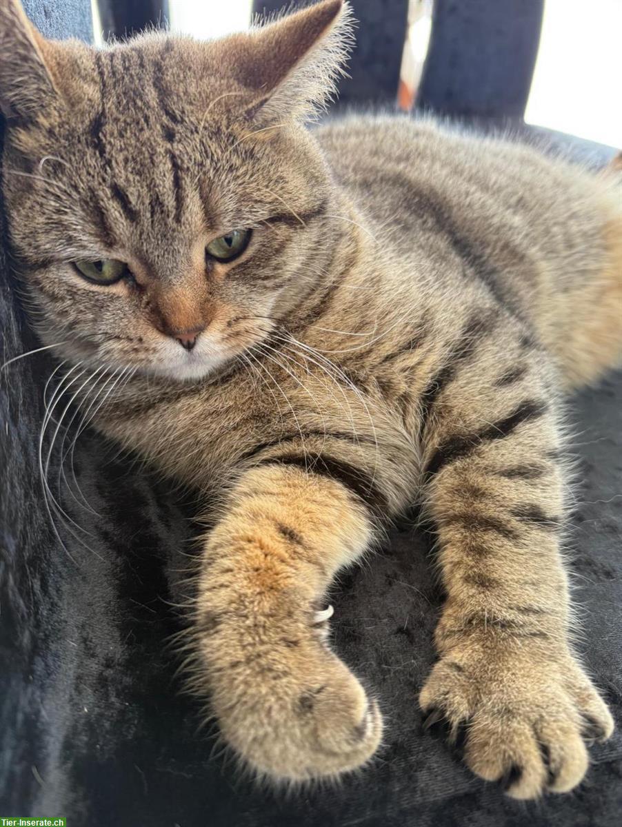 Bild 4: Wunderschöne BKH Katze, weiblich zu verkaufen