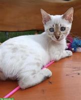 Bengal Kitten Snow-Lynx sucht Zuhause mit Artgenossen