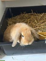 Zwergwidder-Mix Weibchen sucht Artgenossen