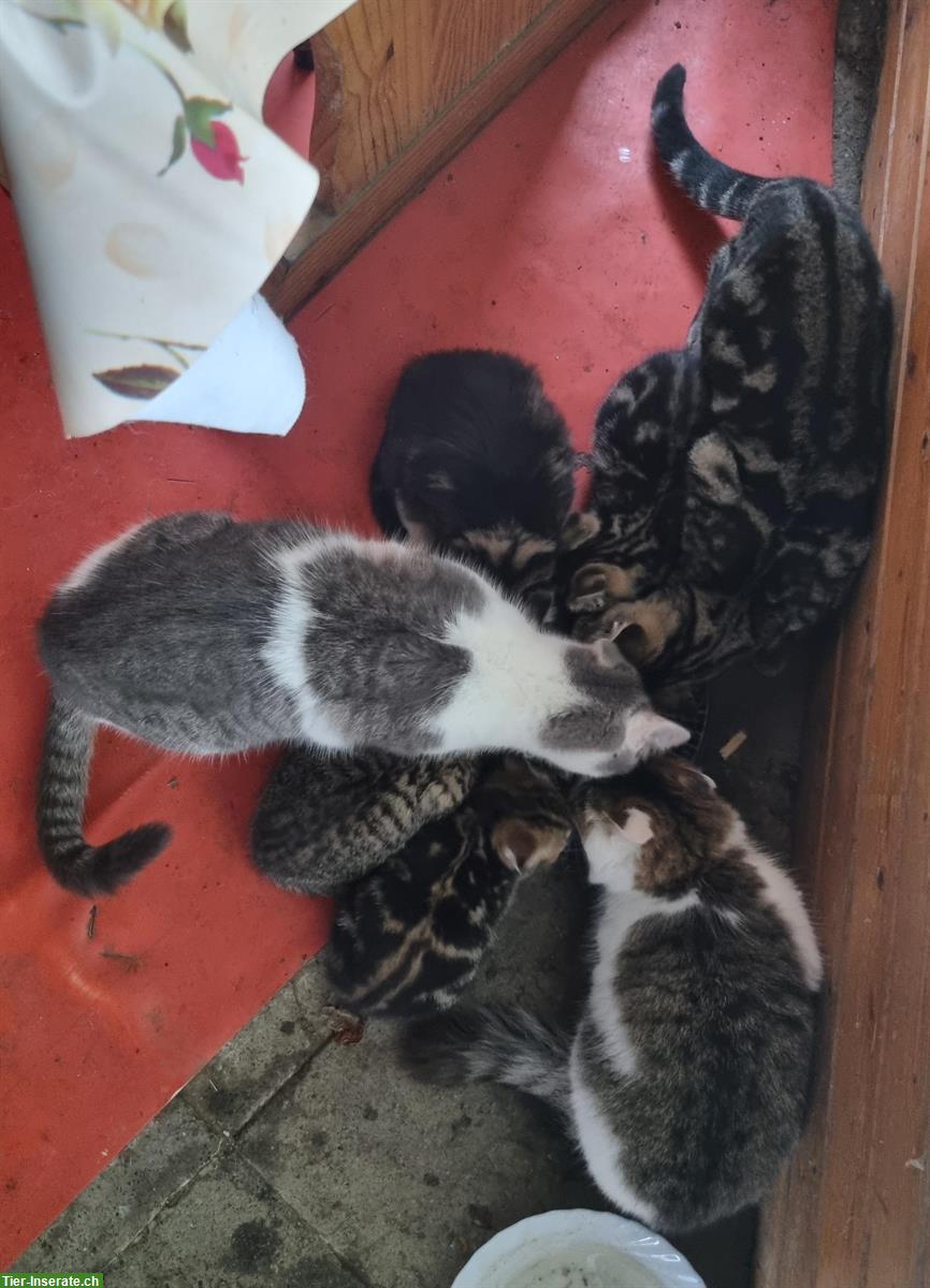 Kitten und junge Katzen (5 Monate) abzugeben