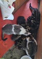 Kitten und junge Katzen (5 Monate) abzugeben