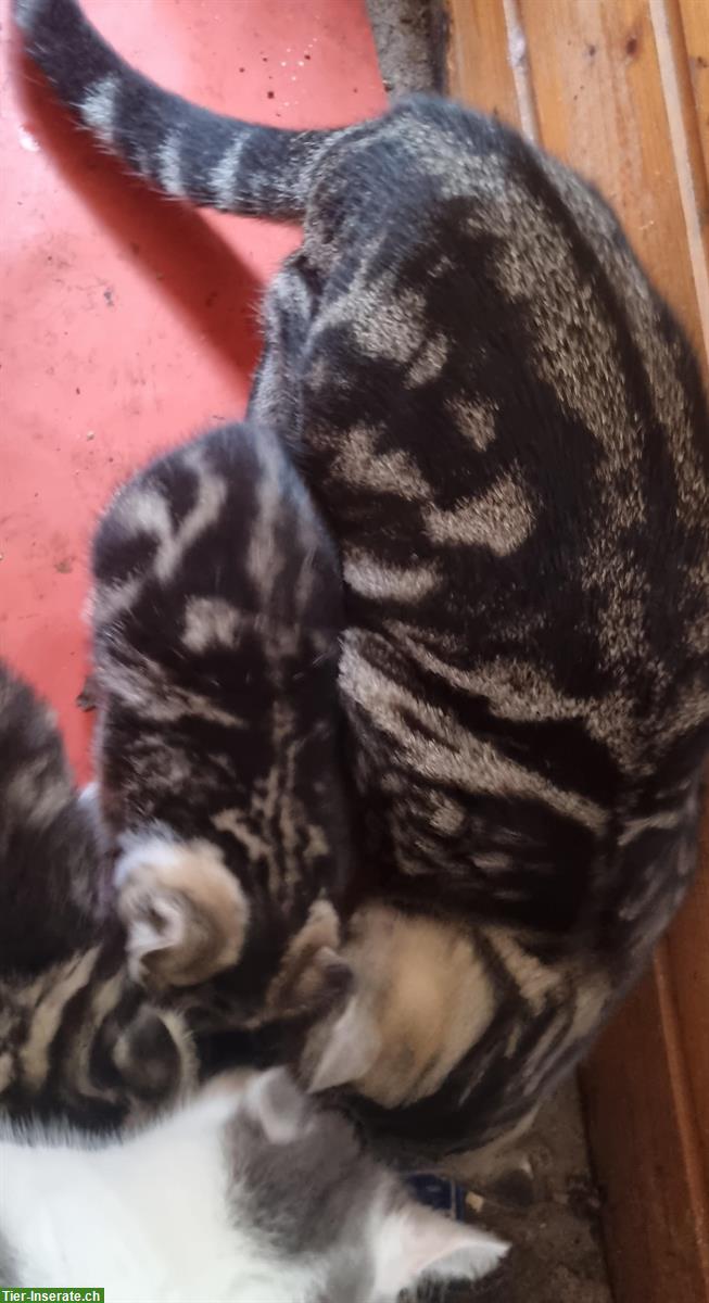 Bild 2: Kitten und junge Katzen (5 Monate) abzugeben
