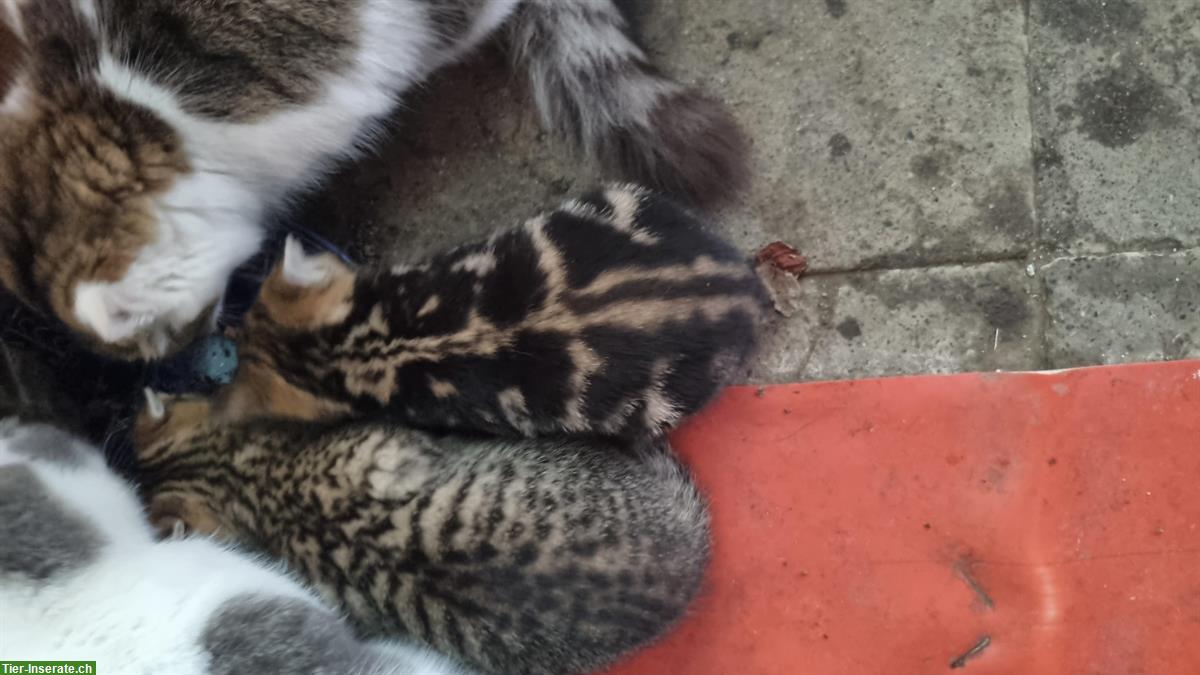 Bild 3: Kitten und junge Katzen (5 Monate) abzugeben