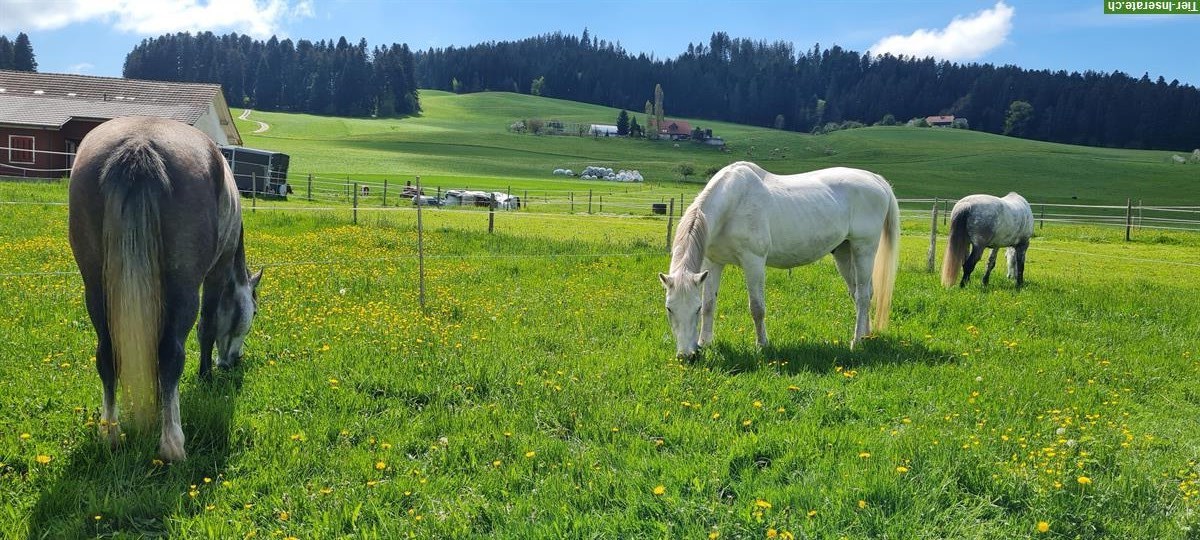 🐴Platz frei in 2er-Offenstall mit viel Weidegang, Konolfingen BE