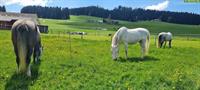 🐴Platz frei in 2er-Offenstall mit viel Weidegang, Konolfingen BE