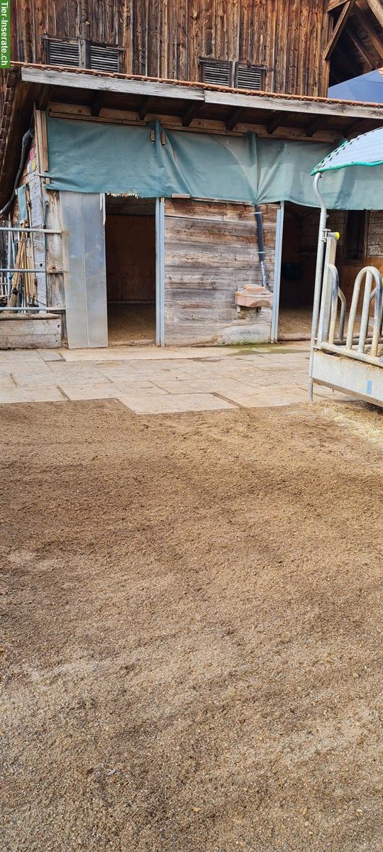 Bild 6: 🐴Platz frei in 2er-Offenstall mit viel Weidegang, Konolfingen BE