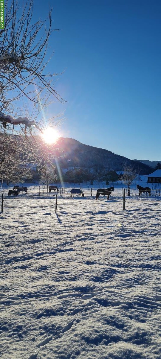 Bild 7: 🐴Platz frei in 2er-Offenstall mit viel Weidegang, Konolfingen BE