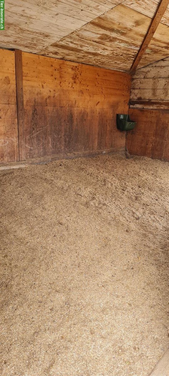 Bild 8: 🐴Platz frei in 2er-Offenstall mit viel Weidegang, Konolfingen BE