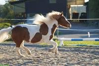 Islandpferd Stute, Jg. 2010, Fuchsschecke, Freizeit, 4-Gängig