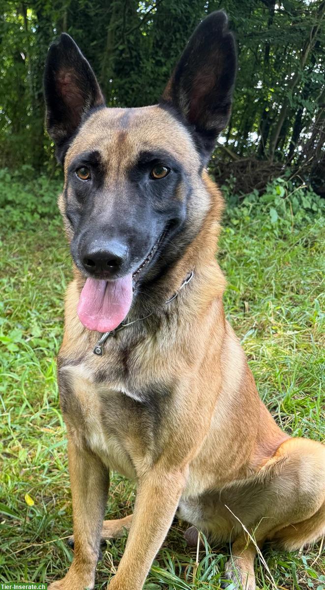 Belgischer Schäferhund Rüde sucht erfahrenes Zuhause