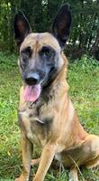 Belgischer Schäferhund Rüde sucht erfahrenes Zuhause