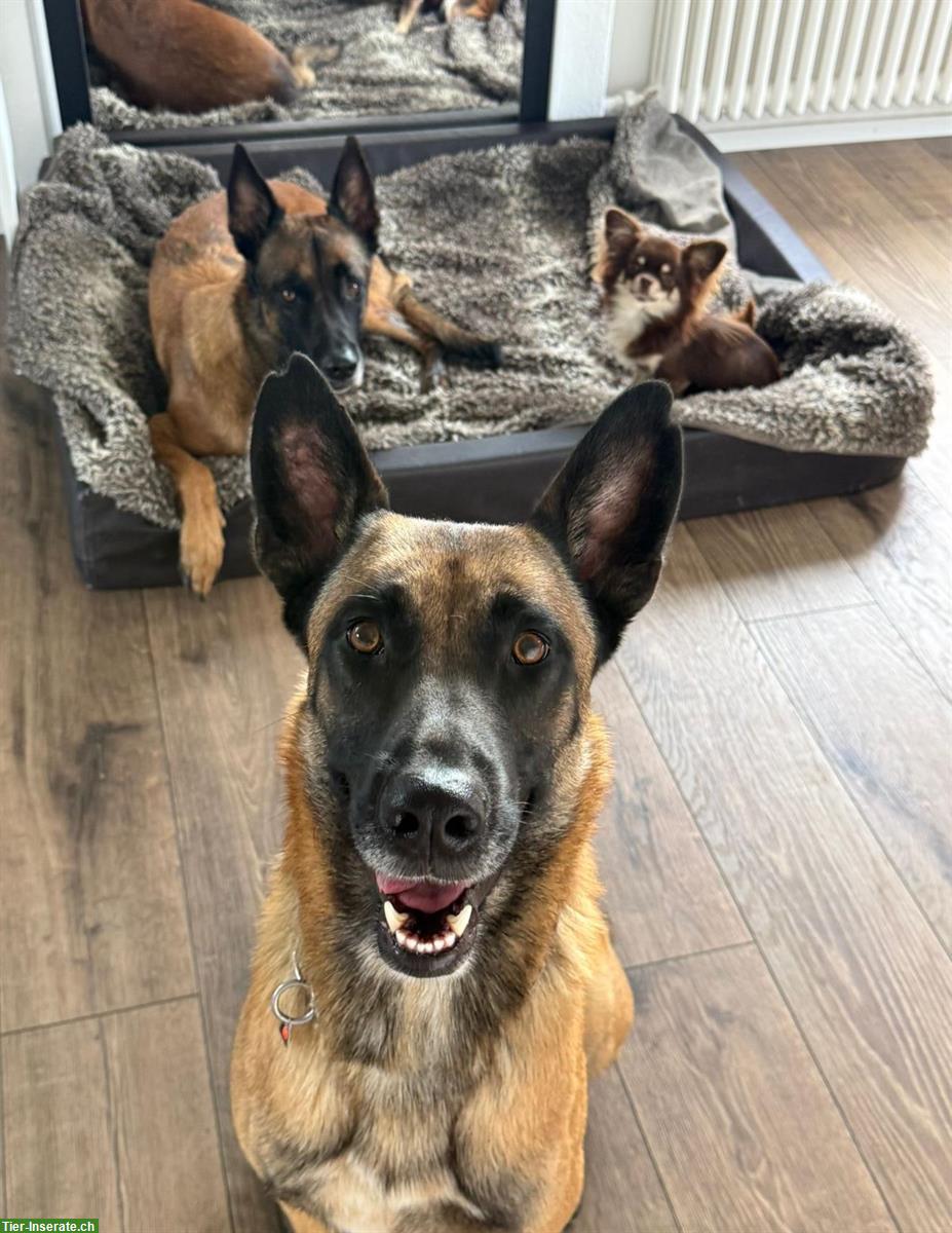 Bild 2: Belgischer Schäferhund Rüde sucht erfahrenes Zuhause