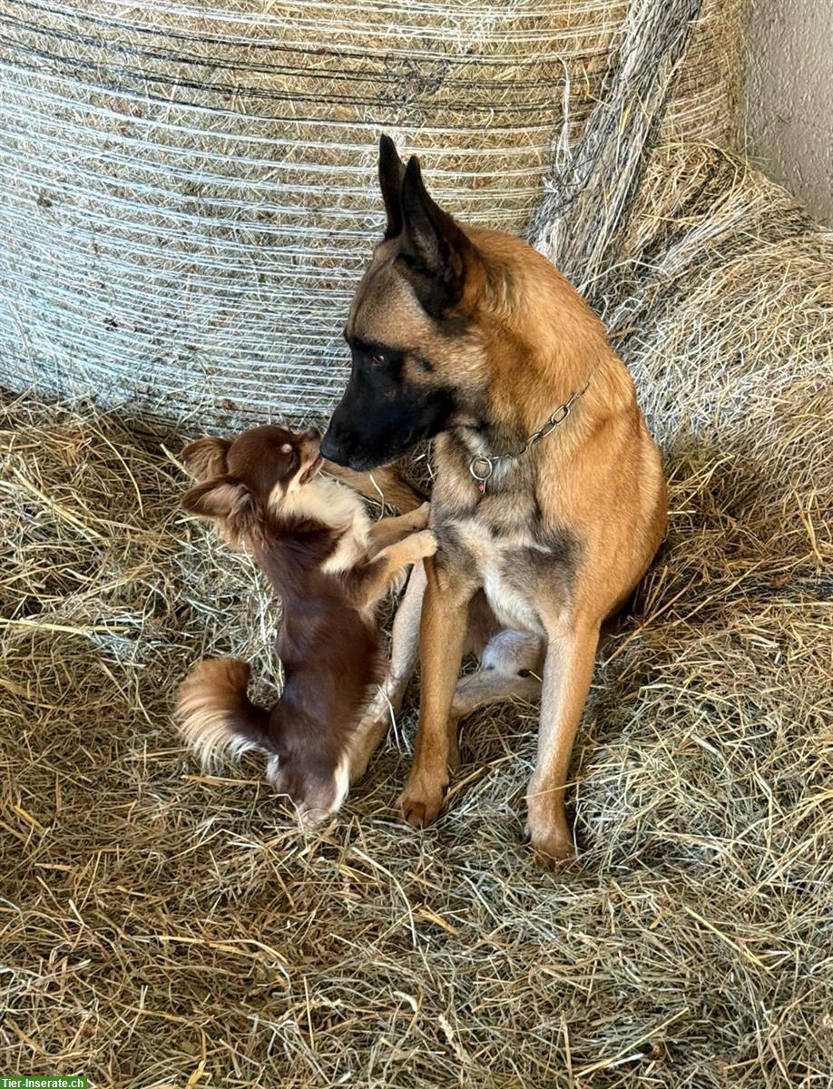 Bild 3: Belgischer Schäferhund Rüde sucht erfahrenes Zuhause