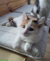 Junge Mischlingskatze abzugeben, Ragdoll Norweger Mix