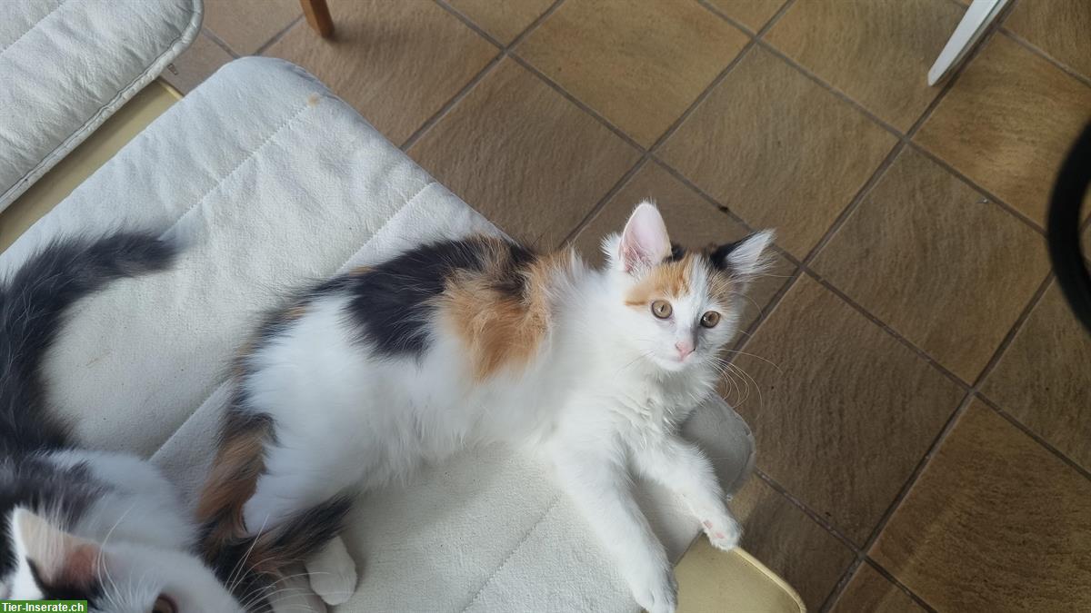 Bild 2: Junge Mischlingskatze abzugeben, Ragdoll Norweger Mix