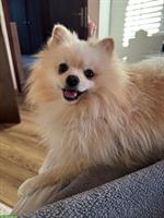 Zwergspitz Pomeranian Deckrüde sucht Hündin zum Decken