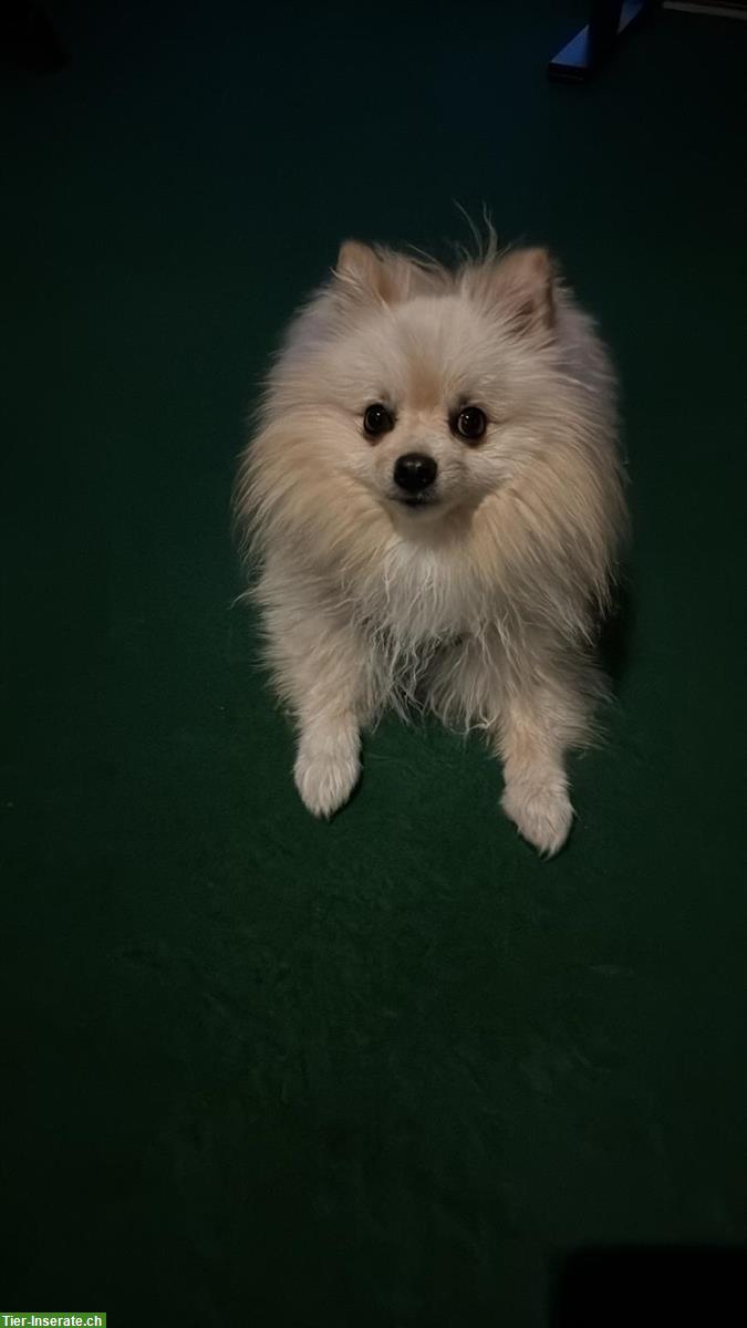 Bild 2: Zwergspitz Pomeranian Deckrüde sucht Hündin zum Decken