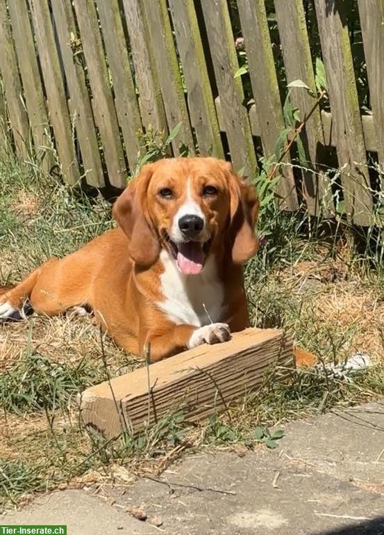 Junghündin Malou sucht ein neues Zuhause