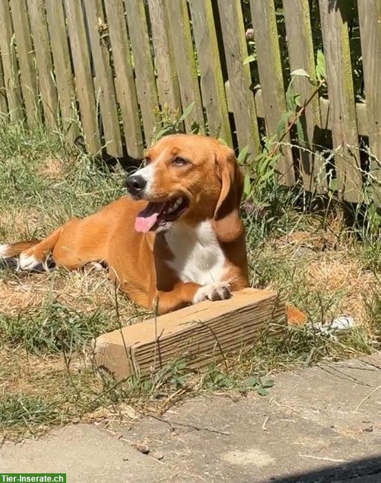 Bild 2: Junghündin Malou sucht ein neues Zuhause