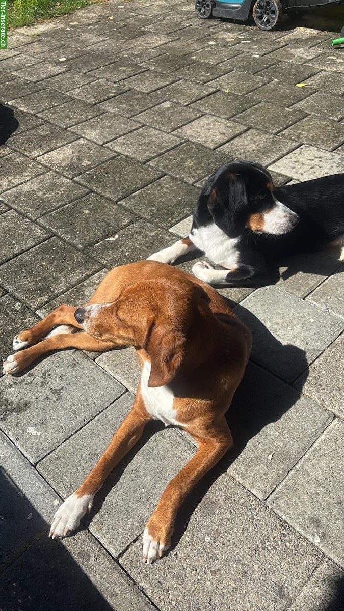 Bild 3: Junghündin Malou sucht ein neues Zuhause