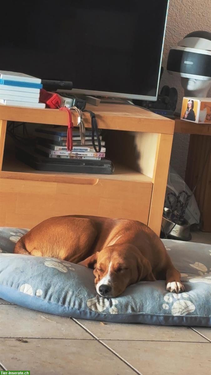 Bild 4: Junghündin Malou sucht ein neues Zuhause