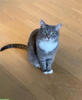 Neva Masquerade Mix-Katze abzugeben, Einzelhaltung möglich